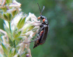 Malachius lusitanicus