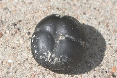 Merremia discoidesperma