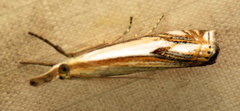 Crambus