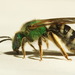 Bicolored Striped Sweat Bee - Photo (c) Arne, some rights reserved (CC BY-NC), uploaded by Arne
