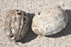 Sacoglottis amazonica