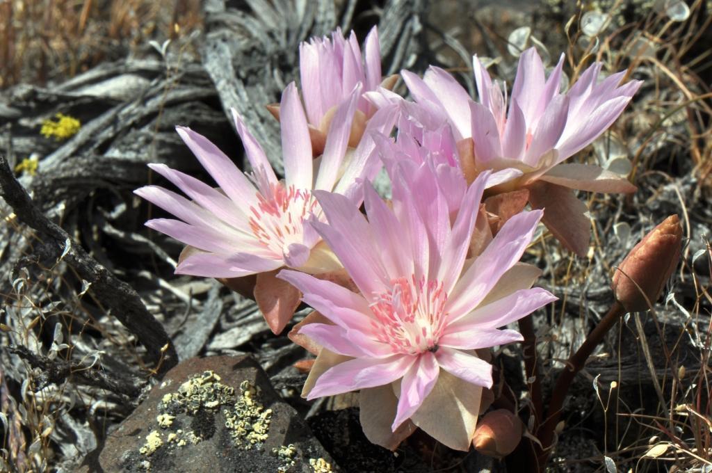 Lewisia rediviva