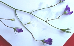 Campanula patula
