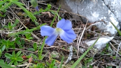 Linum alpinum