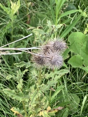 Echinops sphaerocephalus