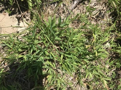 Dichanthelium strigosum