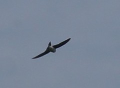 Tachycineta bicolor