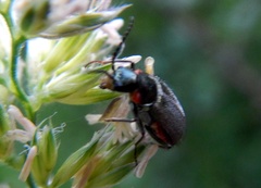 Malachius lusitanicus