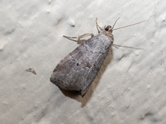 Hyperstrotia pervertens