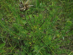 Chamaecytisus ruthenicus