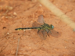 Gomphus simillimus