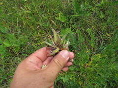 Chamaecytisus ruthenicus