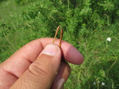 Carex michelii