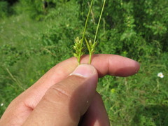 Carex michelii