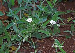 Convolvulus hermanniae