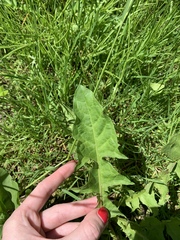 Taraxacum officinale