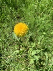 Taraxacum officinale
