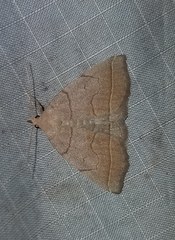 Zanclognatha obscuripennis