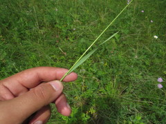 Helictochloa hookeri schelliana