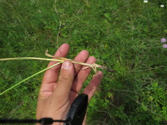 Helictochloa hookeri schelliana