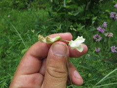 Lathyrus pallescens