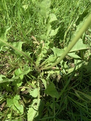 Taraxacum officinale