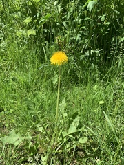 Taraxacum officinale