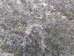 Prunus cerasifera pissardii