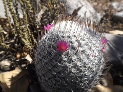 Mammillaria haageana haageana