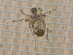Trichalphus pilosus