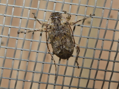 Trichalphus pilosus
