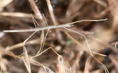 Parabacillus coloradus