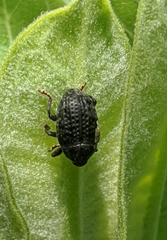 Rhyssomatus lineaticollis