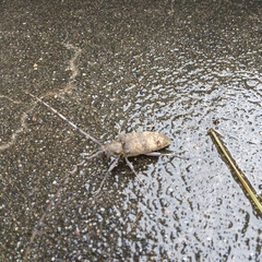 Acalolepta luxuriosa