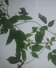 Rubus idaeus