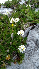 Androsace chamaejasme