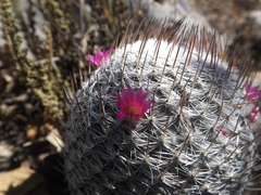Mammillaria haageana haageana