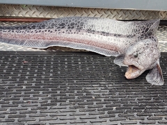 Anarrhichthys ocellatus