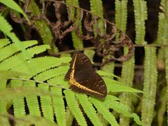 Lexias panopus