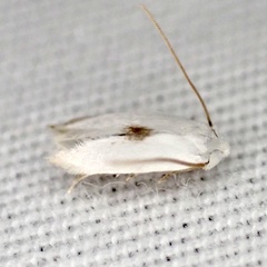 Pseudopostega quadristrigella