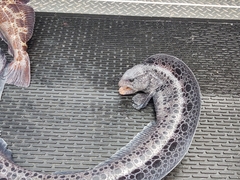 Anarrhichthys ocellatus