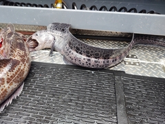 Anarrhichthys ocellatus