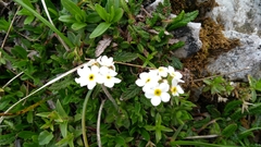 Androsace chamaejasme