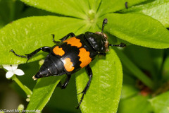 Nicrophorus hebes