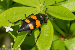 Nicrophorus hebes