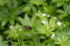 Nicrophorus hebes