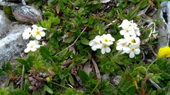 Androsace chamaejasme