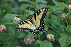 Papilio glaucus
