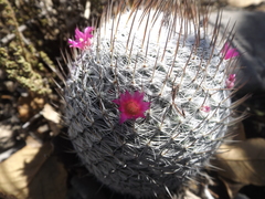 Mammillaria haageana haageana
