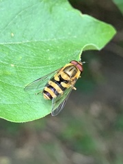 Syrphus knabi